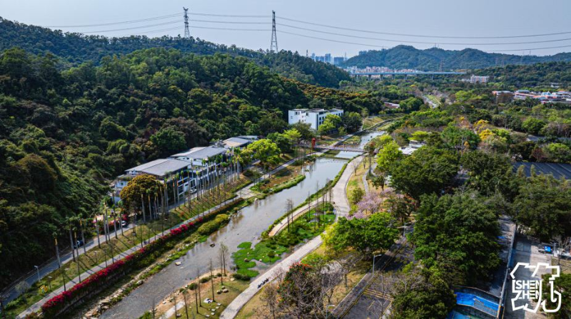 梧桐绿道1.jpg